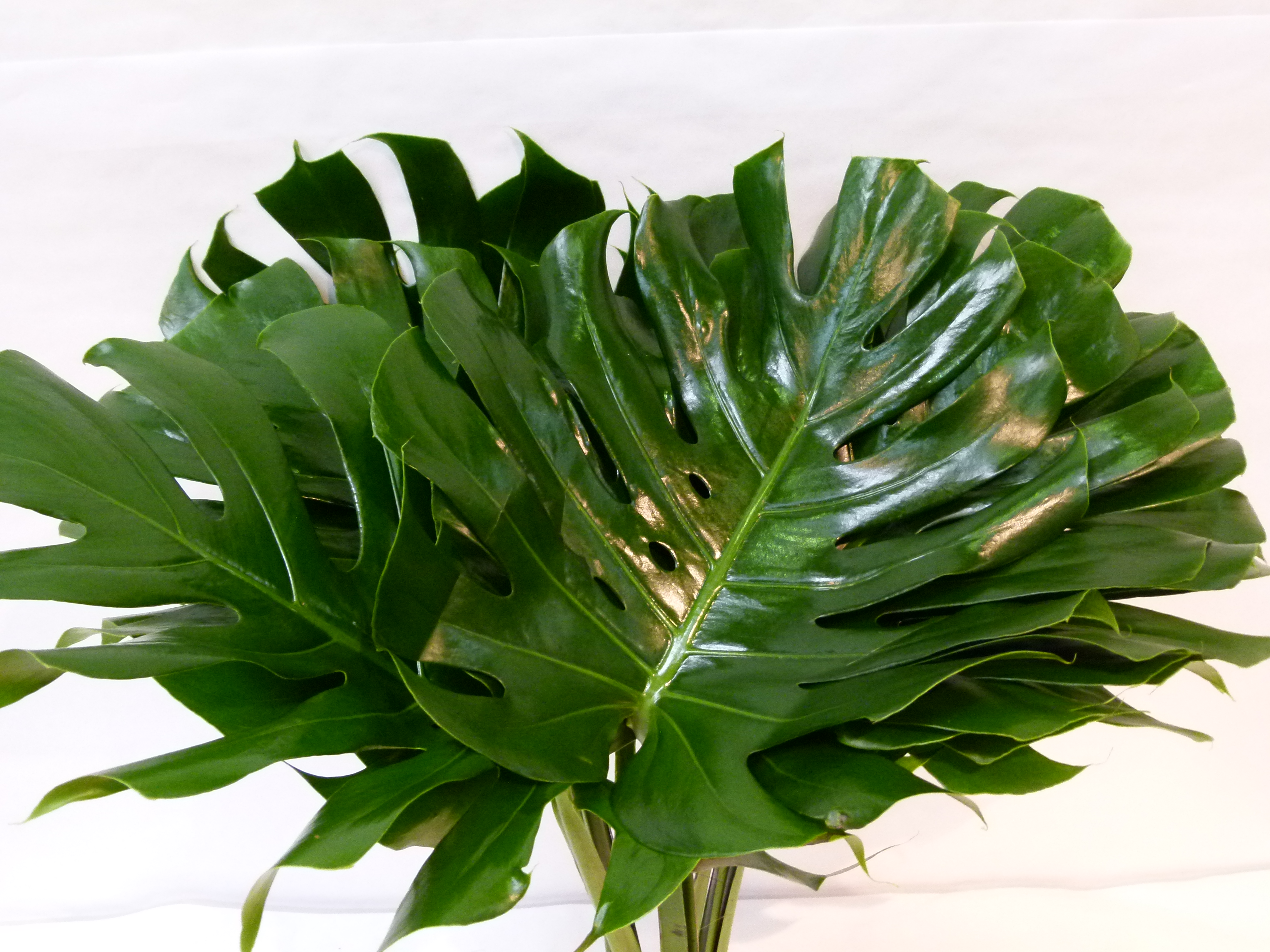 FEUIL. MONSTERA Espagne